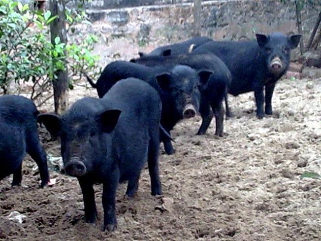 Khám phá ẩm thực đặc sản tại Sa Pa