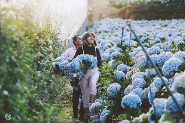 Thung lũng hoa Cẩm Tú Cầu – điểm đến lý tưởng ở Đà Lạt
