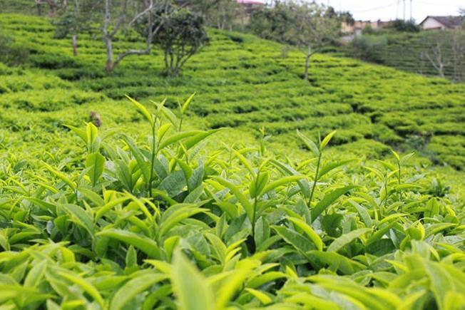 Trà danh tiếng trên cao nguyên Đà Lạt