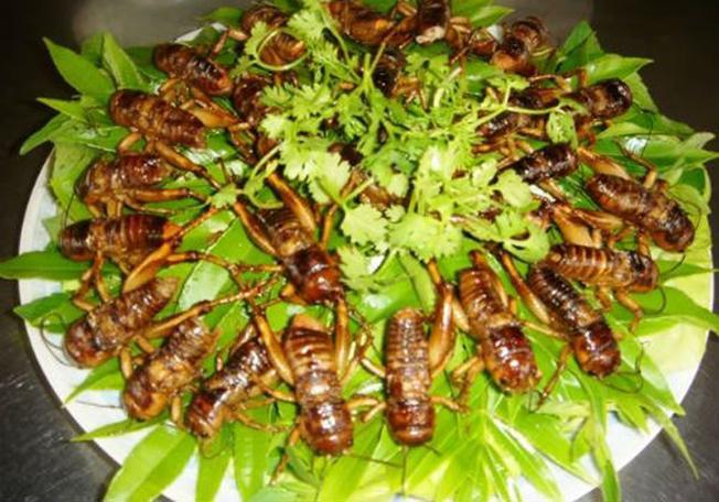 Dế rang – Món ngon Đà Lạt