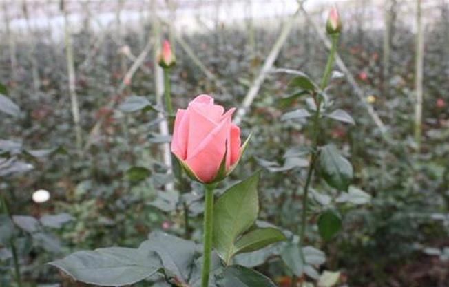 Kế hoạch hành trình du lịch Đà Lạt 3 ngày 2 đêm với giá cả phải chăng