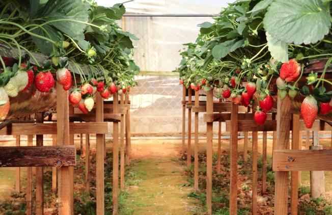 Khám phá vẻ đẹp độc đáo của Đà Lạt - Thiên đường của hoa và trái cây