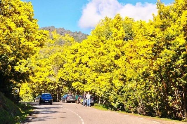Sắc Xuân Mùa Hoa Mimosa Đà Lạt
