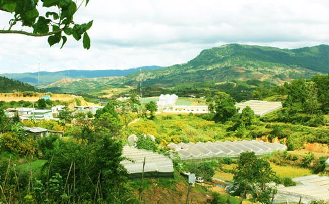 Khám phá những con đường phượt tuyệt vời ở Đà Lạt để ngắm nhìn vẻ đẹp của hoa dã quỳ