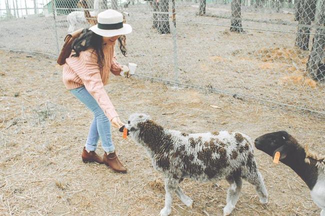 Zoodoo Đà Lạt - Trải nghiệm sở thú Châu Âu độc đáo tại Việt Nam