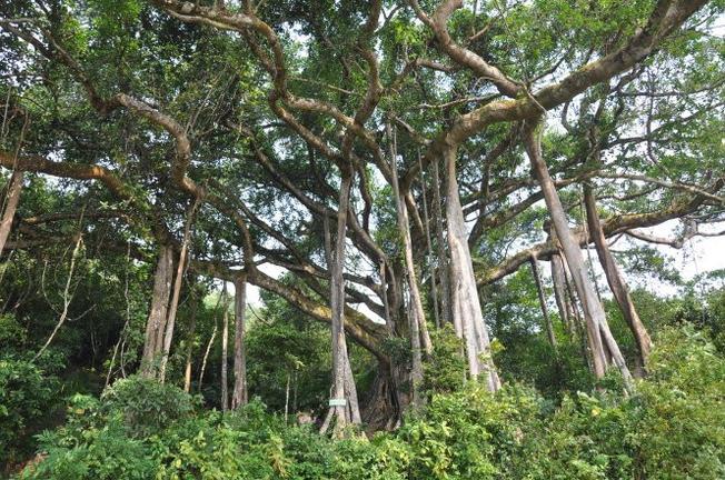 Cây đa ngàn tuổi - Trải nghiệm du lịch Đà Nẵng độc đáo