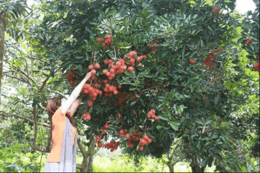 Các điểm dừng chân yêu thích bên Sài Gòn cho những vườn trái