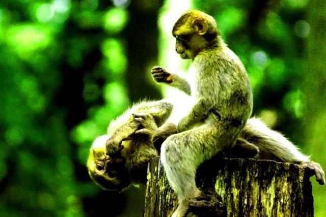 Khám phá chuyến du lịch đặc biệt đến đảo Khỉ Cần Giờ - cảnh báo về nguy cơ bị “CƯỚP”