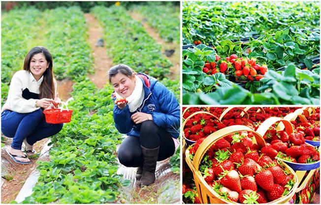 Chia sẻ kinh nghiệm để trải nghiệm đầy đủ vẻ đẹp của Đà Lạt