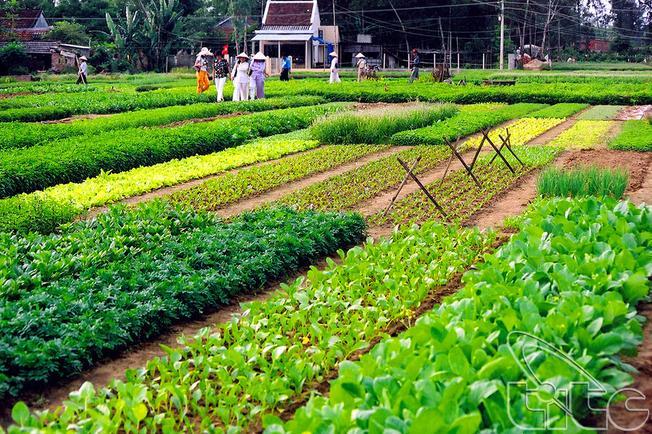 Khám phá bí mật của làng rau Trà Quế ở Hội An