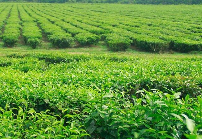 Khám phá vẻ độc đáo của Đồi Chè Đông Giang - Điểm đến lý tưởng cho những ai yêu thích khám phá thiên nhiên