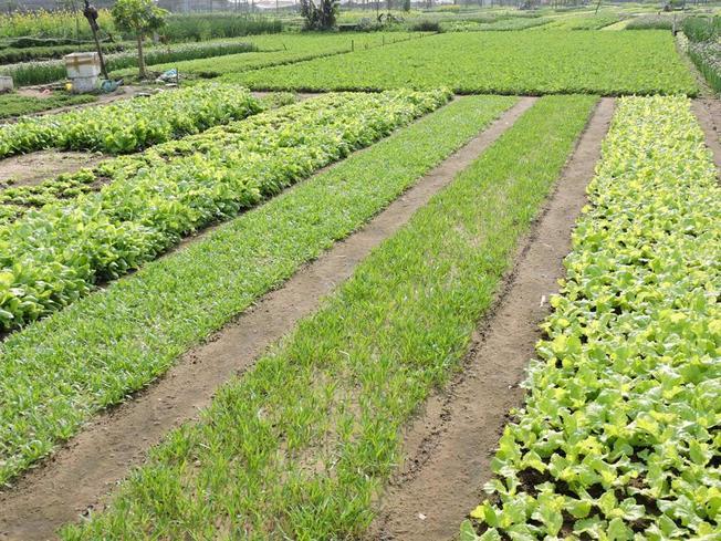 Khám Phá Làng Rau Trà Quế - Điểm Đến Độc Đáo Trong Chuyến Du Lịch Hội An