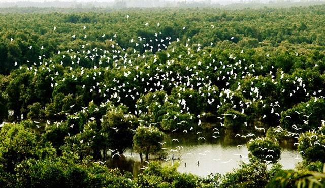 Khi đến Cần Thơ, đừng bỏ lỡ thăm vườn cò Bằng Lăng