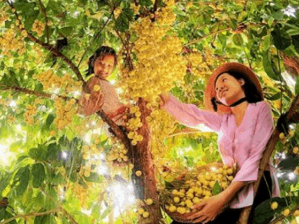 Khám phá vẻ độc đáo của du lịch Phong Điền Cần Thơ