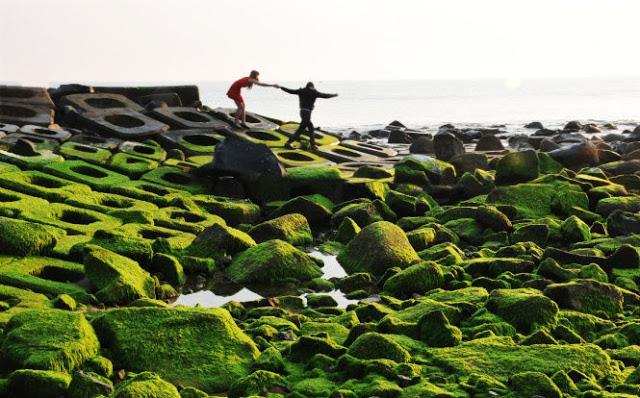Bãi đá biển ở Việt Nam hóa mình trong màu xanh của rêu rong mùa này