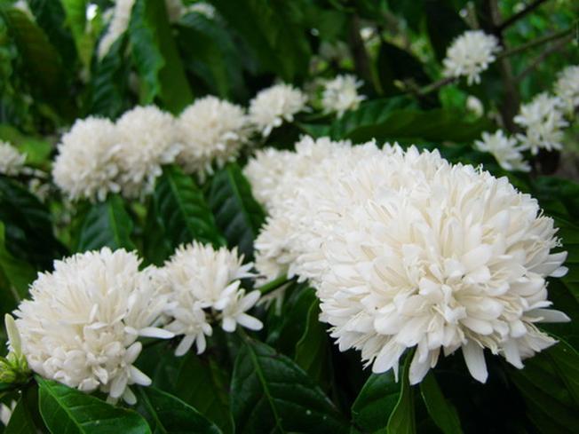 Khám phá Đà Lạt mùa đông qua hương vị đặc biệt của những quán cafe