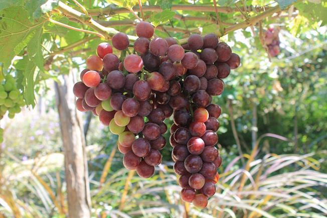 Nho Phan Rang – lựa chọn quà Tết đầy ý nghĩa