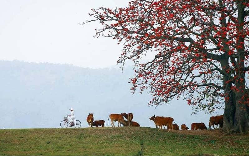 Khám phá vẻ đẹp mùa hoa gạo tháng 3