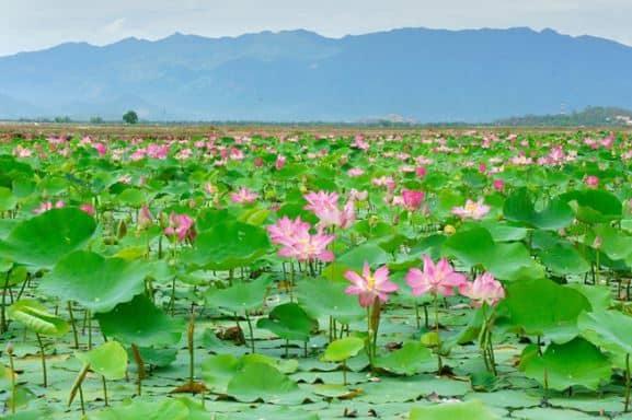 Khám phá vẻ đẹp tuyệt vời của đồng sen Tháp Mười - 'Làm mát ngày hè nóng bức'