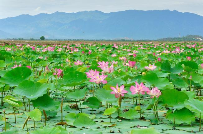 Khám phá Đồng Tháp - Hành trình tận hưởng mùa nước nổi