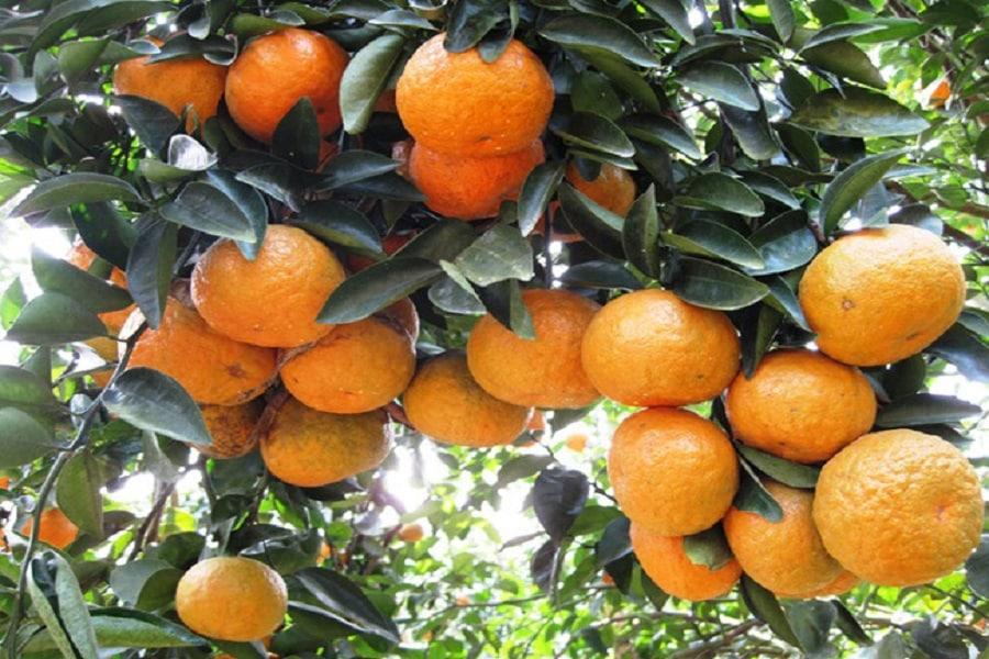 Hương vị đặc biệt của cam sành Hà Giang qua đôi mắt của tôi