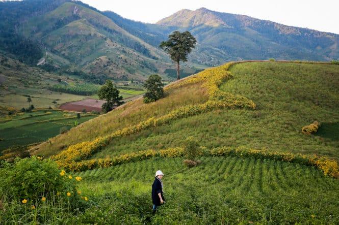 Trong tháng 10, cùng nhau đến thăm rừng hoa dã quỳ ở Gia Lai