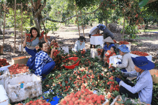 Vườn trái cây Cái Mơn Bến Tre – The land of “wholesome trees, sweet fruits”