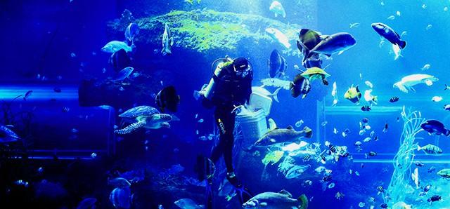 Khám phá Viện Hải Dương Học Nha Trang