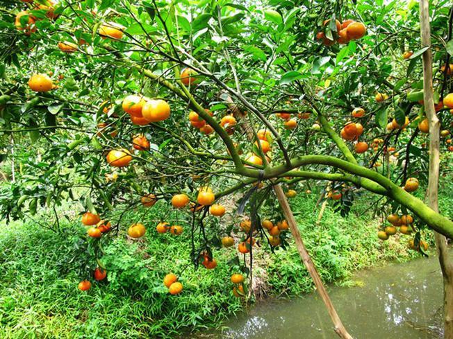 Top 4 điểm ngắm xuân rực rỡ ở Đồng Tháp