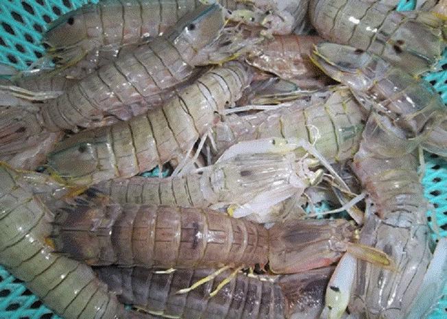 Khám phá hương vị đặc sản tôm tít khi ghé thăm Vũng Tàu