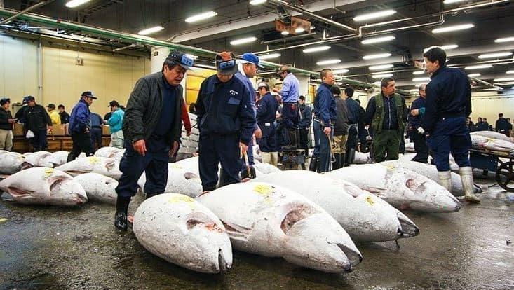Khám phá bí mật của Chợ cá Tsukiji - điểm đến hấp dẫn nhất ở Tokyo