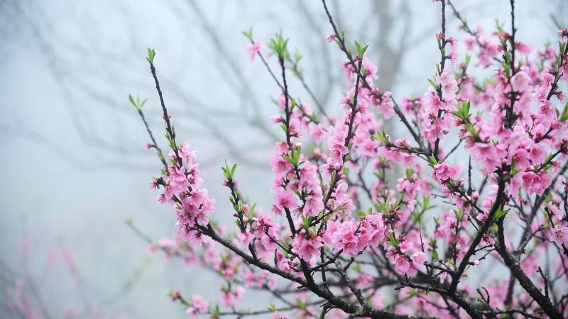 Top 10 Loại Hoa Phổ Biến Được Sử Dụng Trong Gia Đình Miền Bắc Ngày Tết