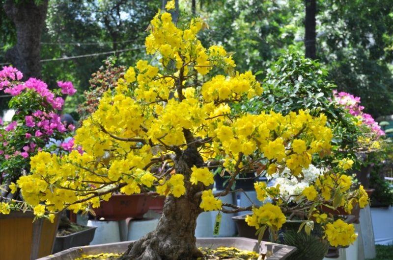 Top 15 Loại hoa chậu hot dịp tết Nhâm Dần 2022
