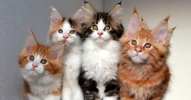Top 10 Most Amusing Cats
