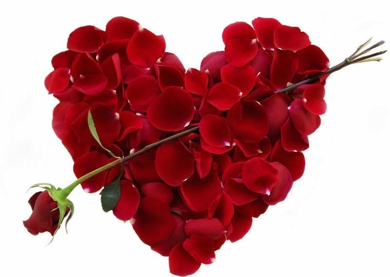 Top 15 Loài hoa biểu tượng của tình yêu