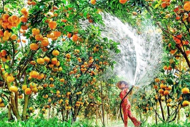 Các khu vườn trái cây ở Cần Thơ thu hút sự quan tâm của du khách