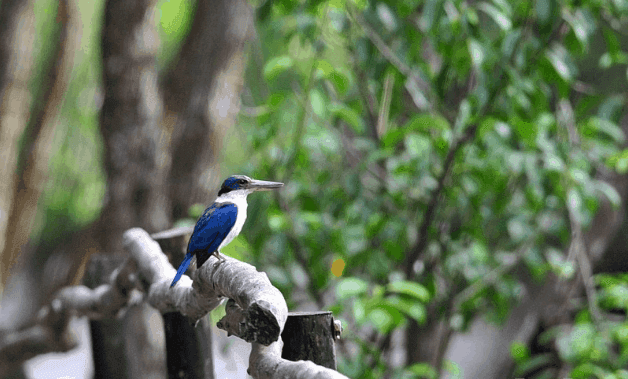 Rừng Cần Giờ – Bảo tồn sinh quyển rừng ngậm mặn lớn nhất Sài Gòn