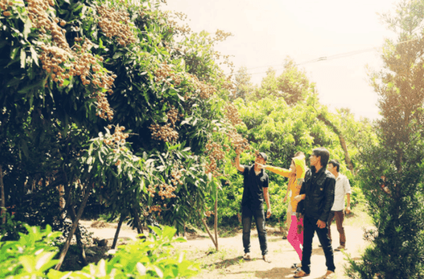 Khu vườn trái cây Lái Thiêu ở Bình Dương – 'Thánh địa' của các loại cây trái