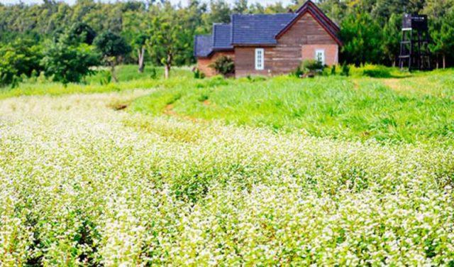 Dalat Milk Farm - Điểm đến “sống ảo” độc đáo tại Đà Lạt