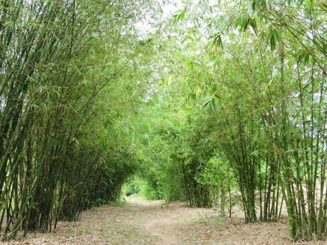 Thưởng ngoạn thiên nhiên tại Sơn Trà Tịnh Viên, Đà Nẵng