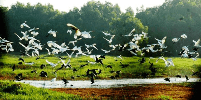 Khám phá vẻ đẹp hoang dã tại khu du lịch Vườn Cò Quận 9