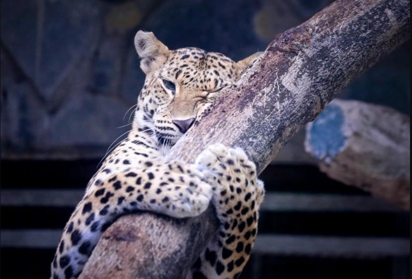 Kinh nghiệm thăm Thảo Cầm Viên Sài Gòn năm 2022