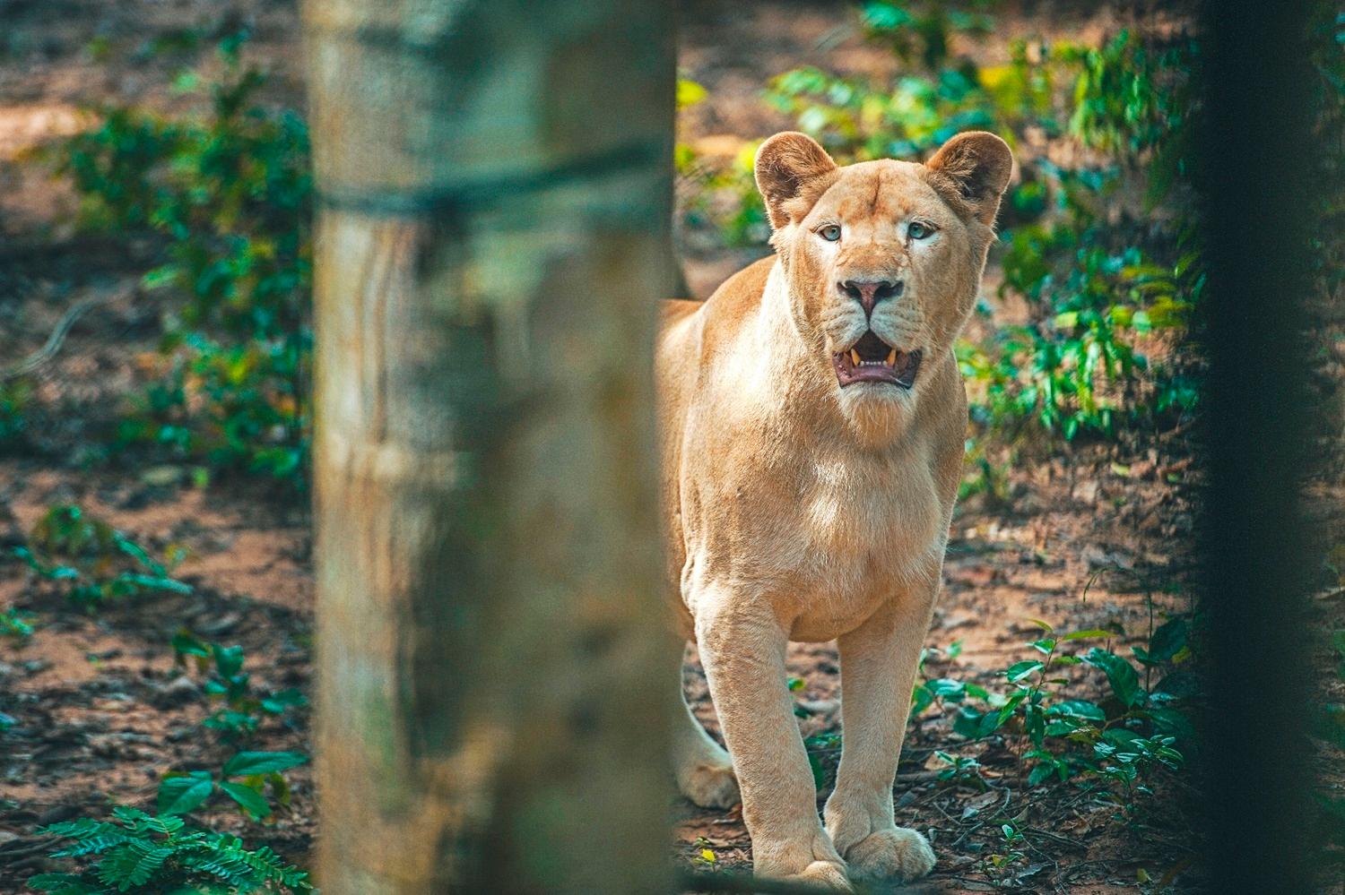 Khám phá những kỳ quan thiên nhiên hoang dã tại Việt Nam