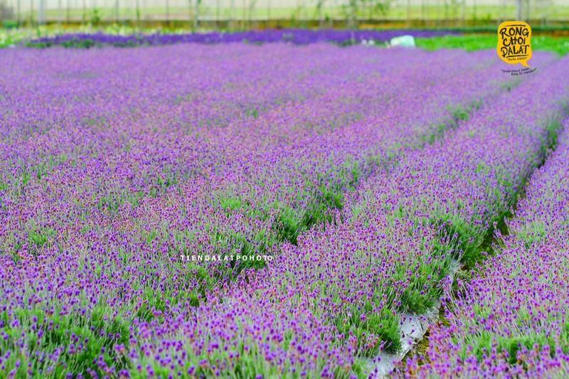 Top 8 Tour du lịch Đà Lạt độc đáo và thú vị