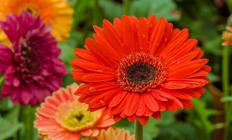 Danh sách 18 loài hoa mang lại may mắn và tài lộc cho gia chủ trong năm mới