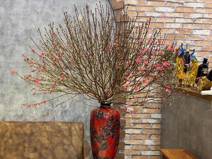 Top 10 Bí Mật để Sở Hữu Cành Đào/Cây Đào Hoàn Hảo Cho Tết